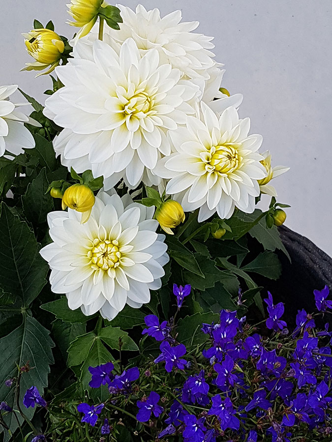 valkoisia kukkia